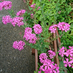 遊歩道の花 遊歩道のお花たち🌼


いろんなお花が咲…(4枚目)