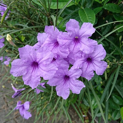 買い物帰り/近所で/紫色の花 💜💜💜🌸?.:*:・


沢山の紫色の花…(1枚目)