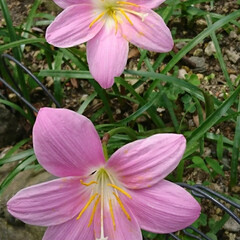 遊歩道の花/ピンク色の花 遊歩道に毎年咲いているお花です🌼
ピンク…(2枚目)