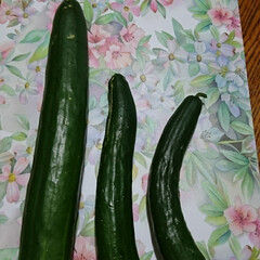 いただきもの/ご近所さん/家庭菜園/ジャンボキュウリ 🥒🥒🥒.:*:☆
今朝、ご近所さんの…