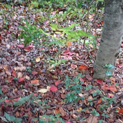 病院の敷地内/落ち葉/紅葉 昨日行った病院の敷地内の落ち葉や
紅葉が…(2枚目)