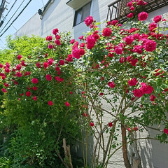 近所で/バラ 近所のお宅に咲いているバラが
とてもきれ…(3枚目)