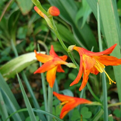 遊歩道の花/オレンジ色の花 ひっそりと１本だけ
咲いていました💕

…(2枚目)