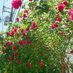 近所で/バラ 近所のお宅に咲いているバラが
とてもきれ…(4枚目)