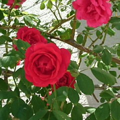 近所で/バラ 近所のお宅に咲いているバラが
とてもきれ…(1枚目)