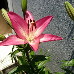ご近所さん/ユリ/紫陽花 お向かいさんに誘われて庭へ🏡
綺麗な百合…(2枚目)