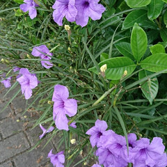 買い物帰り/近所で/紫色の花 💜💜💜🌸?.:*:・


沢山の紫色の花…(2枚目)