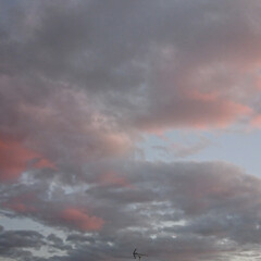 夕焼け/空/月/飛行機 昨日の空🌆

19時過ぎ、雲が多いけど
…(5枚目)