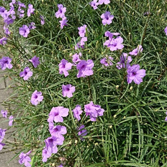 買い物帰り/近所で/紫色の花 💜💜💜🌸?.:*:・


沢山の紫色の花…(4枚目)