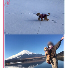 富士山/犬とお出かけ/愛犬/お出かけ/富士山LOVE/富士山大好き/... やって来ました8ヶ月ぶりの富士五湖へ🚗💨…(9枚目)