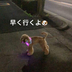 犬の散歩/夜のお散歩/キラキラ犬/光る首輪/愛犬 夜のお散歩🐶キラキラ✨空ちゃん✨

仕事…(3枚目)