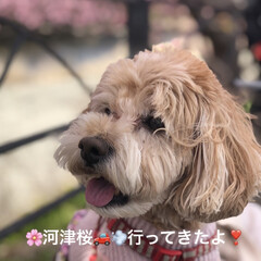 愛犬とドライブ/ドライブ/お出かけ/菜の花/河津桜/伊豆/... 1週間🌸桜祭りの開催が延長になって、まだ…