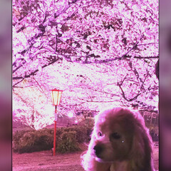 愛犬/派手な夜桜/夜桜/桜 夜桜🌸行って来ました❣️

④こんな風に…(2枚目)