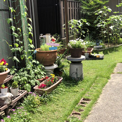 朝顔/百合/ひまわり/デイサービス/職場の庭 向日葵がぐんぐん伸びて1番大きなこは🌻私…(4枚目)