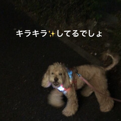 犬の散歩/夜のお散歩/キラキラ犬/光る首輪/愛犬 夜のお散歩🐶キラキラ✨空ちゃん✨

仕事…(2枚目)