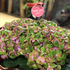 ありがとう/あじさい/変わった紫陽花/母の日 変わった紫陽花を母にプレゼント❣️
「 …