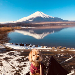 富士山/犬とお出かけ/愛犬/お出かけ/富士山LOVE/富士山大好き/... やって来ました8ヶ月ぶりの富士五湖へ🚗💨…(1枚目)