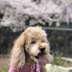 ジョギングコース/犬と散歩/犬と暮らす/お散歩/愛犬/花見/... 今日は🌸桜の日🌸
空ちゃんと🌸桜並木をお…