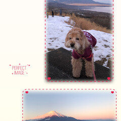 富士山/犬とお出かけ/愛犬/お出かけ/富士山LOVE/富士山大好き/... やって来ました8ヶ月ぶりの富士五湖へ🚗💨…(4枚目)