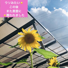 楽しみ/お初のオレンジ/千日紅オレンジ/千日紅/ひまわり/職場/... 今日はお天気が不安定でした❣️
たっぷ…