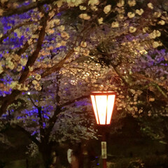 桜の花見/花見/桜/派手な夜桜/夜桜 ♬音楽に合わせてライトの色が変わる派手派…(7枚目)