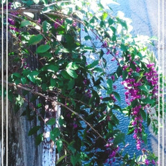 光に照らされて綺麗に/秋の花と実/ムラサキシキブ/実/花 水路わきに咲いた紫色の花と実がきれい💗🦄🤗(1枚目)