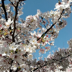 les fleurs/primtemps fleuris/spring filled wit.../桜/朝日/青空/... 🌈🗾🌏💡💫おはようございます

朝日に照…(1枚目)