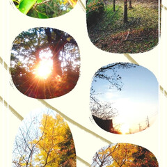 赤い実/夕日/いちょうの木/秋色コラージュ/秋色 今日の、公園散策で、撮影しました、いちょ…(1枚目)