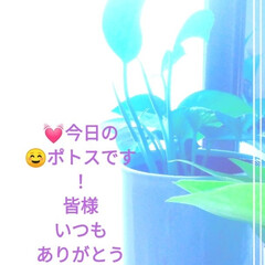 緑のある空間/potos/ポトス/洋室/部屋全体/ダイソー/... 🎉⛲🎠🌿💓こんにちは!!!!!
今…