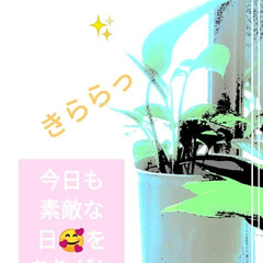 緑のある空間/部屋全体/キャンドゥ/ダイソー/観葉植物/100 uniformes/... ☺🎠💚💙💕おはこんにちは
毎日お日さ…
