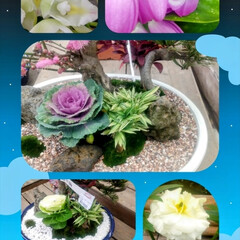 鮮やかな　花/温室栽培/タグが　見つからない/ロイヤルホームセンター/花があると幸せ/ベランダ/... ロイヤルホームセンターの、お花屋さんで、…(1枚目)