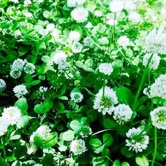 papillons/vert frais/abeilles/arôme/mai/jardins de fleurs/... 🏩⛲💒🌿🎠こんにちは❣️❣️
日に日に…
