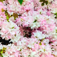 photo de fleurs/花の写真/couleur cerise cl.../pétales roses/薄桜色/外灯/... 🌺💮💒🏩💓こんばんは
このお花は
ク…