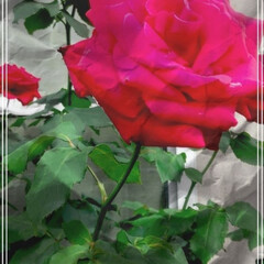 dans votre quartier/belle rose/アロマ/植物のある暮らし/緑のある生活/rose rouge/... 🌴💓💗🌿🍀🏩🌵💒🌋こんにちは


ご近所…(1枚目)