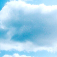 自然観察会/山/フィカス・ウンベラータ/空がきれい/雲/空/... 今日の、カフェに、立ち寄った帰りに、たま…(7枚目)