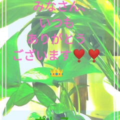 insect-free/Echizen lacquerware/越前市漆器/虫が付かない/スパティフィラム/ポトス/... 🌴🌊🍀🌿🌕🌱🌙🌼🌹🌷久々のポトス、
スパ…