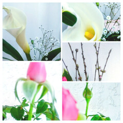 花がきれい/桃/カラー/ミニ薔薇/観葉植物/キッチン/... ちゃんと撮れたかな?部屋に飾っている、カ…