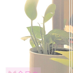 緑のある空間/キャンドゥ/ダイソー/ナチュラル/観葉植物 🎠💜🎉💓🌿🌵🌺
みなさま🌄おはようござ…