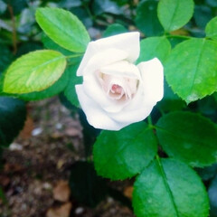 fkeur/Rose/jardin de roses/rose garden/中之島薔薇園/土佐堀川/... こんにちは！！！！！
雨の合間の晴れ間に…(4枚目)