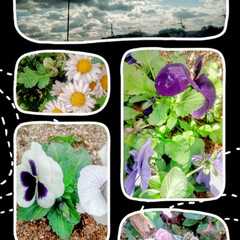 ヒメツルソバ/スプレーマム/パンジー/花畑/小さな　花壇/小さな　花々/... 今日、駅を、出てから見た、お花と、風景を…(1枚目)