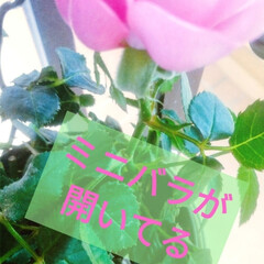 ミニ薔薇/薔薇/屋上/ダイニング/洋室/ベランダ/... ミニバラが、開花、、、💕(1枚目)