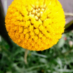 クラスペディアゴールドスティック/蜜蜂/マイナスイオン/Les abeilles/bâton d'or craspedia/川辺/... 🌻🌼☀✴️👒📀🐠クラスペディアゴールドス…
