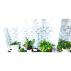 3COINS/Seria/ダイソー/キッチン/レトロ/アンティーク/... 我が家の、キッチンの、窓際の写真です❣️…(2枚目)
