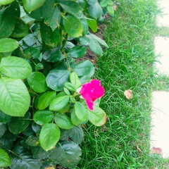 fkeur/Rose/jardin de roses/rose garden/中之島薔薇園/土佐堀川/... こんにちは！！！！！
雨の合間の晴れ間に…(7枚目)