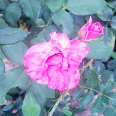 fkeur/Rose/jardin de roses/rose garden/中之島薔薇園/土佐堀川/... こんにちは！！！！！
雨の合間の晴れ間に…(8枚目)