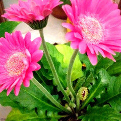 花/ガーベラ/鉢植え/スーパーマーケット/春の花/fleur de printemps 🏩🌺👾🍇🌺こんばんは

鉢植えの
ガーベ…(1枚目)