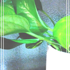 緑のある空間/観葉植物/ポトス 夜のポトス成長記録。

実は、、、私、、…(1枚目)