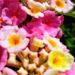 fleurs/champs des fleurs/ballade/ballade dans la j... 🌵💓🌴🍃🍀🌿🌱💒🎠🏩👒⛅💐今日の花々

…(4枚目)