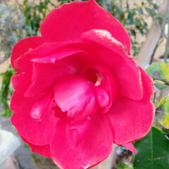 薔薇 素敵な薔薇❣️❣️
歯医者に.・**・.…(1枚目)