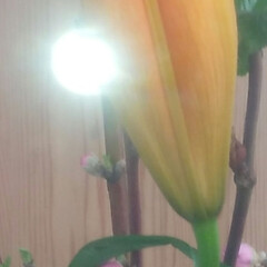 花があるしあわせ/小原流/モモの花/スカシユリ/生け花/ダイニング/... 駅で撮影しました。
オレンジ色の、スカシ…(6枚目)